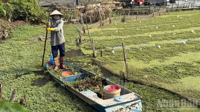 Người dân ở xã Vĩnh Thuận Đông, thành phố Cần Thơ trồng rau nhút trên sông Nước Đục mang lại hiệu quả cao.