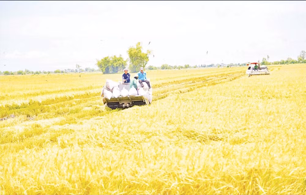 Thành viên Hợp tác xã nông nghiệp Bàu Môn (An Giang) thu hoạch lúa. 