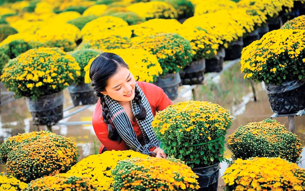 Vẻ đẹp cúc mâm xôi Sa Đéc. Ảnh: Huỳnh Phương