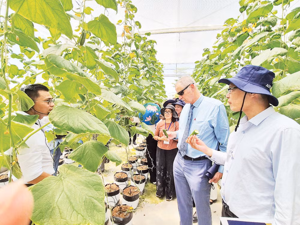 Trang trại thực nghiệm trồng dưa chuột công nghệ Israel tại xã Hồng Sơn, thành phố Hà Nội. (Nguồn ảnh: Đại sứ quán Israel tại Việt Nam)
