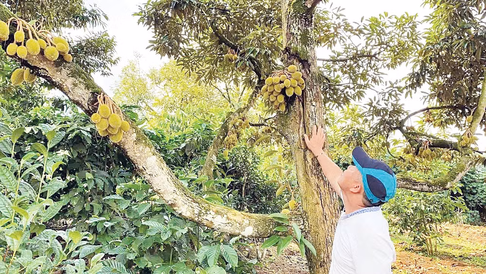 Ông Võ Hữu Long liên kết với nông dân và HTX để xây dựng vùng trồng sầu riêng xuất khẩu.