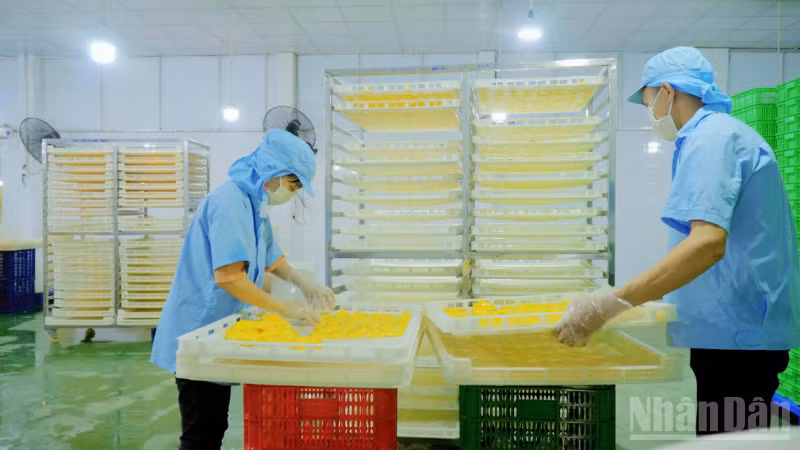 Liên kết sản xuất không chỉ giúp nâng cao chất lượng nông sản, mà còn tạo việc làm ổn định cho người dân địa phương.