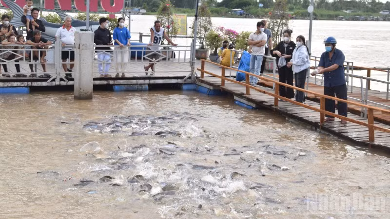 Người dân đến khu tái tạo nguồn lợi thủy sản ở phường Hồng Ngự để cho cá ăn và thư giãn.