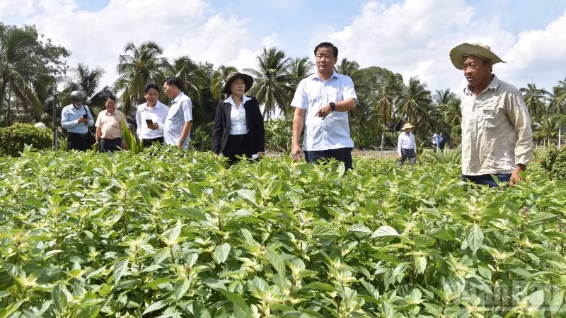 Lãnh đạo tỉnh Đồng Tháp kiểm tra ruộng rau thiệt hại ở xã Long Hưng. 