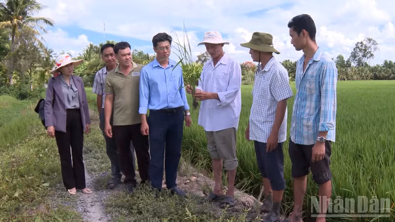 Tổ khuyến nông cộng đồng tư vấn kỹ thuật sản xuất lúa cho nông dân.