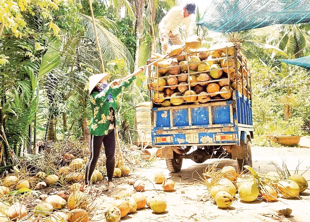 Giá dừa khô nguyên liệu giảm, ảnh hưởng đến cuộc sống của nông dân Vĩnh Long. 