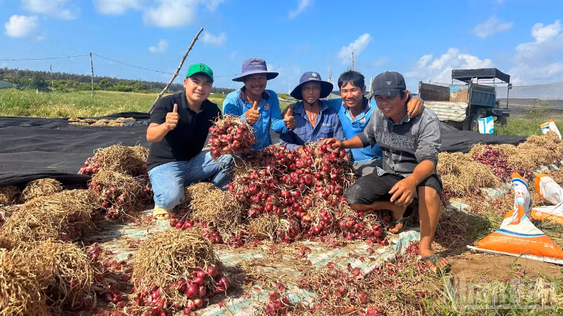 Hành tím Vĩnh Châu có màu sắc đẹp, củ mượt, giòn, vị cay nồng đặc trưng. (Ảnh: VĂN ÚT)