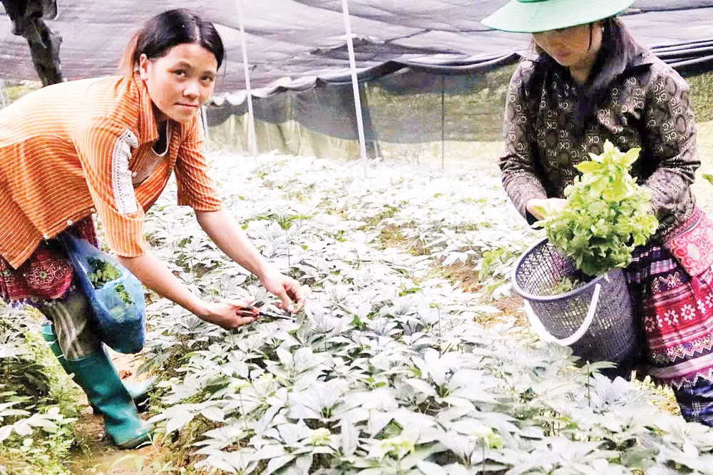 Bà con nông dân ở Lào Cai trồng cây tam thất. Ảnh: Trọng Bảo