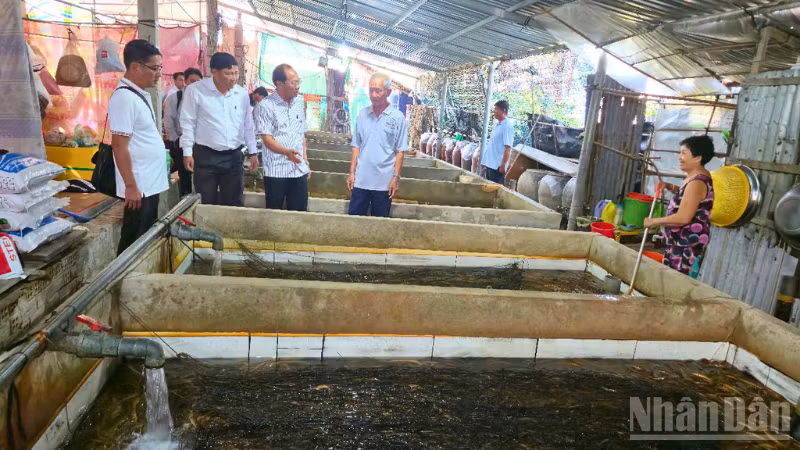 Hội Nông dân thành phố Cần Thơ và Ủy ban nhân dân xã Vị Thủy khảo sát tại hộ nuôi lươn ấp 6.