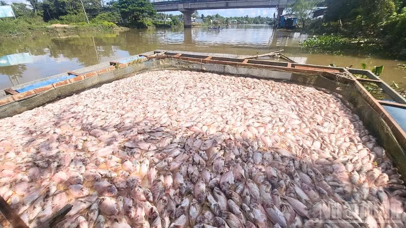 Nhiều hộ nuôi cá điêu hồng trong lồng bè tại thành phố Cần Thơ chết hàng loạt.