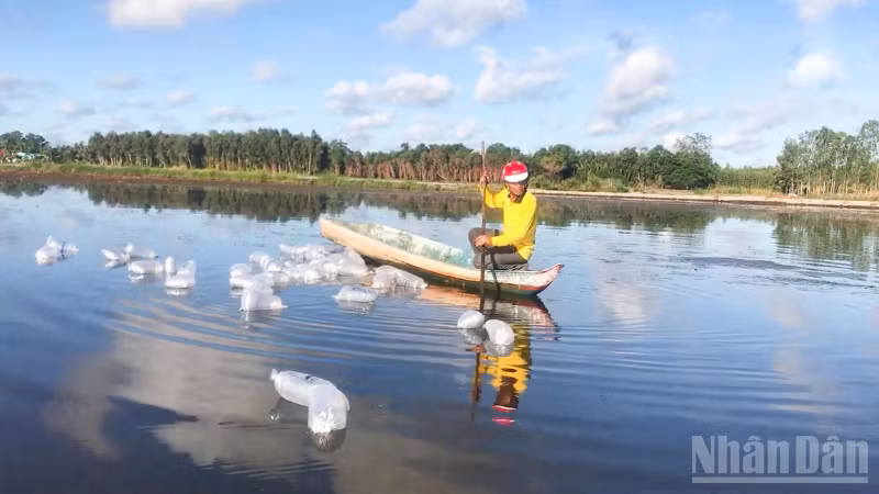 Người dân thả tôm giống trong vuông nuôi tại xã Lương Tâm, thành phố Cần Thơ. (Ảnh: Văn Út)