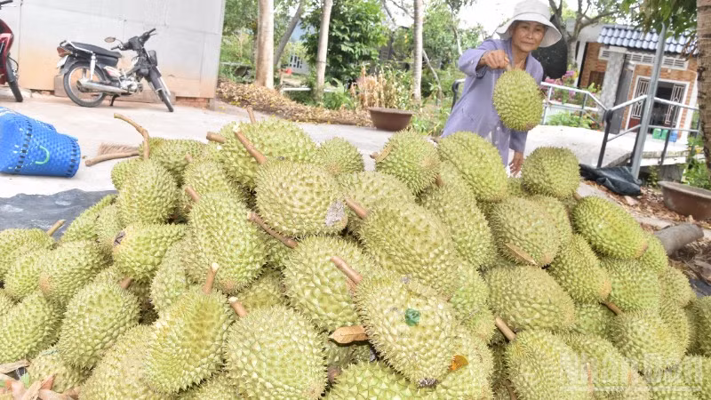 Sầu riêng là một trong những thế mạnh của trái cây tỉnh Đồng Tháp.