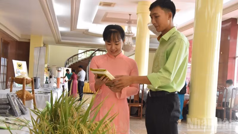 Tìm hiểu giống lúa mới đạt chất lượng tại hội nghị.