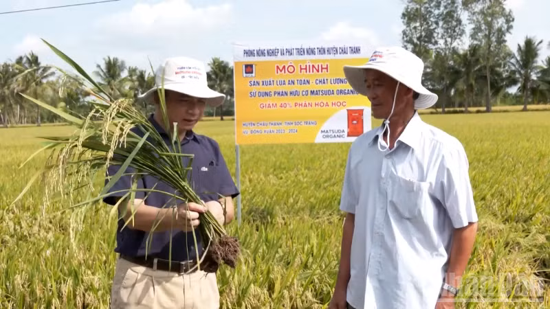 Cán bộ ngành nông nghiệp và môi trường hướng dẫn nông dân kiểm tra sâu bệnh trên cây lúa.