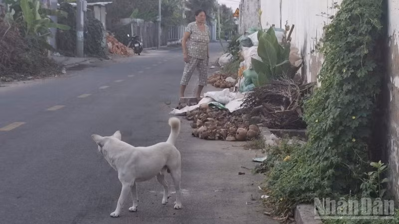 Nhiều địa phương quản lý lỏng lẻo để chủ nhà thả rong chó ra ngoài đường.