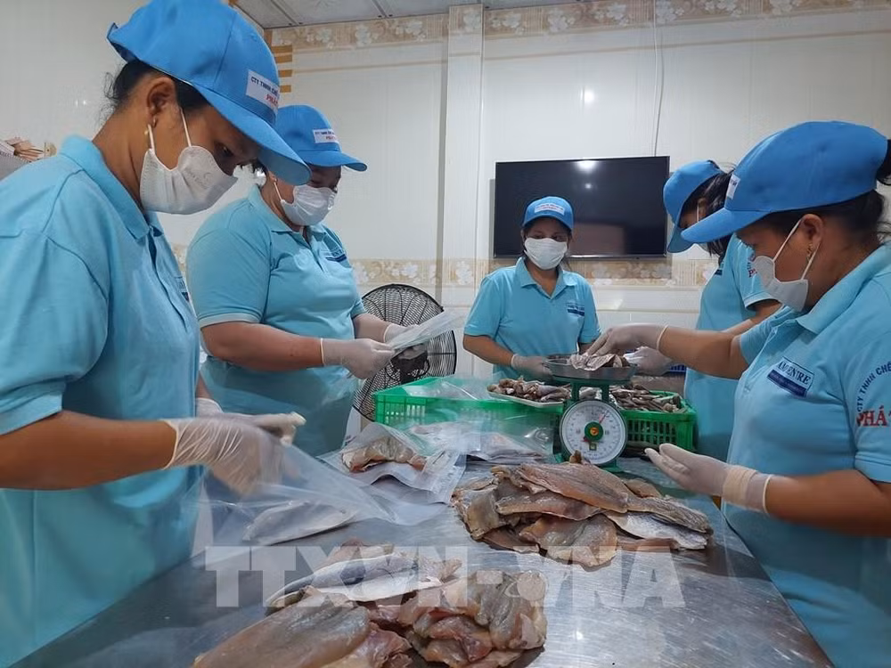 Sơ chế sản phẩm khô các loại tại Công ty TNHH chế biến thủy sản Phát Huy (xã Thạnh Phong, Vĩnh Long).