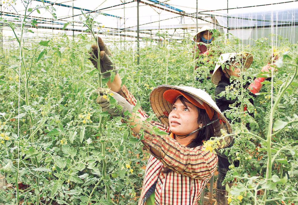 Đồng bào dân tộc Cơ Ho được hỗ trợ đầu tư sản xuất rau trong nhà kính.