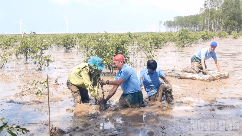 Tổ chức trồng rừng ngập mặn trên đất bãi bồi ven biển ở xã Lai Hòa thành phố Cần Thơ
