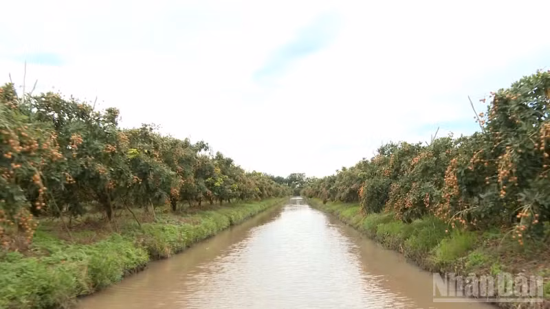 Xã Thới Hưng là vùng trồng thanh nhãn quy mô lớn của thành phố Cần Thơ.