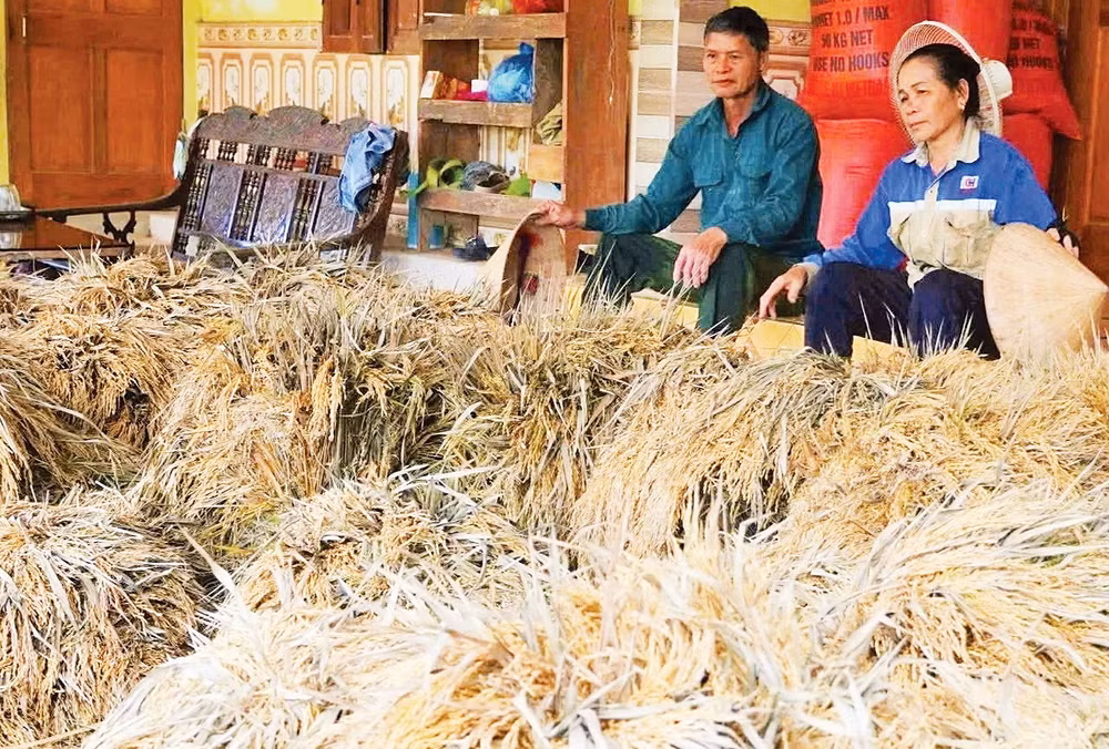 Người dân miền Tây Nghệ An bị thiệt hạ về lúa nặng do lũ lớn. (Ảnh: Nguyễn Phê) 