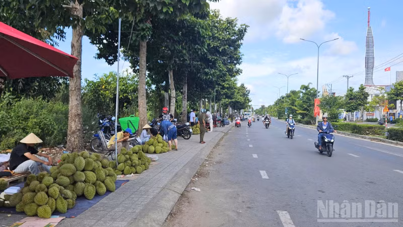 Toàn cảnh tuyến đường Nguyễn Văn Cừ nối dài, phường An Bình nhiều hộ dân bày bán sầu riêng ven đường để tìm đầu ra.