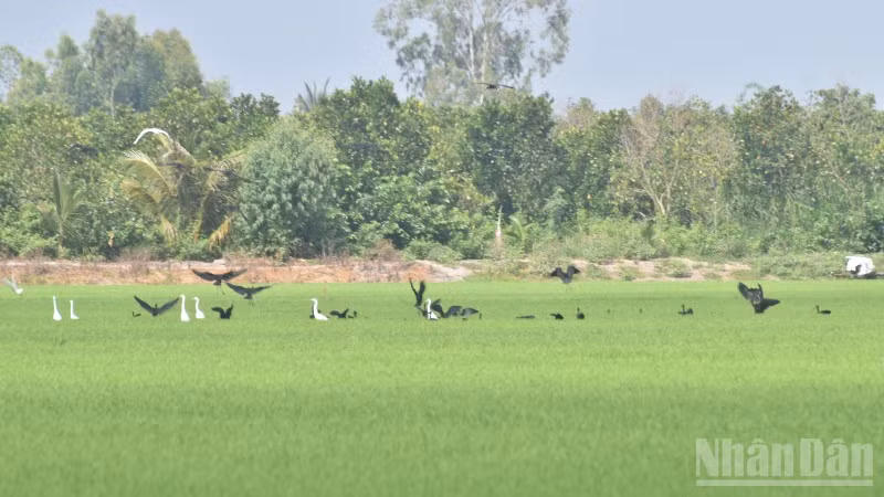 Nhiều loài quắm đen, cò trắng về đậu cánh đồng lúa ở xã Mỹ Thành, tỉnh Đồng Tháp để tìm thức ăn.