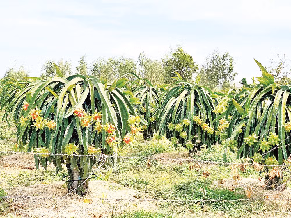 Vườn thanh long nhà ông Trà ra quả sớm.