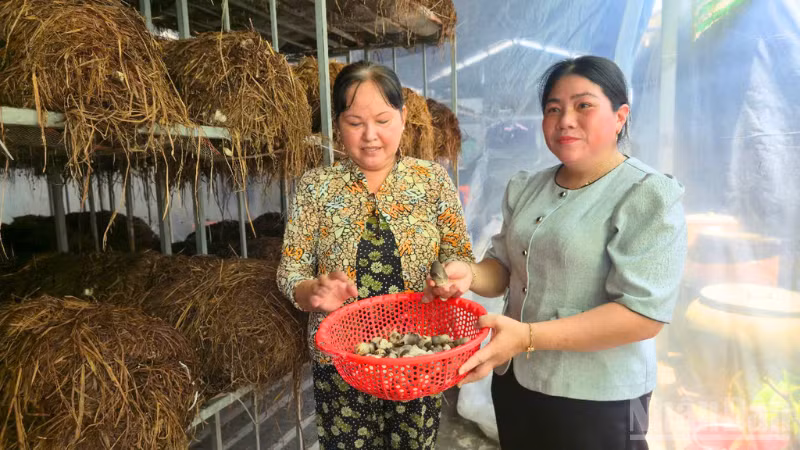 Gia đình bà Nguyễn Thị Tươi, xã Vị Thanh 1, thành phố Cần Thơ gắn bó nhiều năm với mô hình sản xuất nấm rơm tạo thêm thu nhập. (Ảnh: VĂN ÚT)