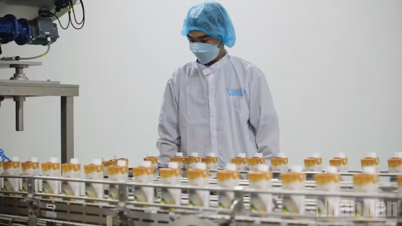 Chế biến sản phẩm từ nông sản tại Công ty cổ phần công nghiệp thực phẩm Thabico Tiền Giang.