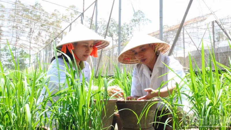 Nhà khoa học tại Viện lúa đồng bằng sông Cửu Long đang thực nghiệm nghiên cứu giống lúa.