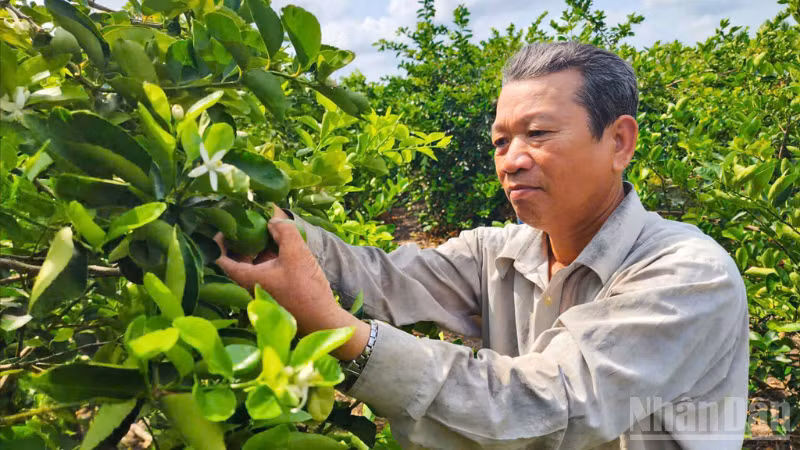 Ông Lê Văn Út, ấp Nhơn Thuận 1, xã Tân Hòa, thành phố Cần Thơ, là một trong những hộ tiên phong chuyển đổi sang trồng chanh theo hướng hữu cơ. 