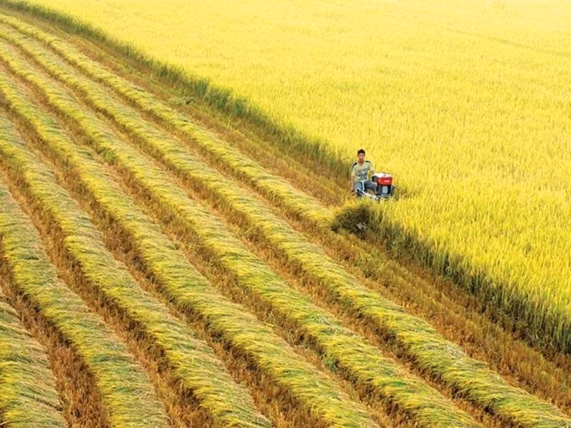Nông dân Đồng bằng sông Cửu Long dần chuyển đổi sang phương thức canh tác thông minh nhằm thích ứng với biến đổi khí hậu. 