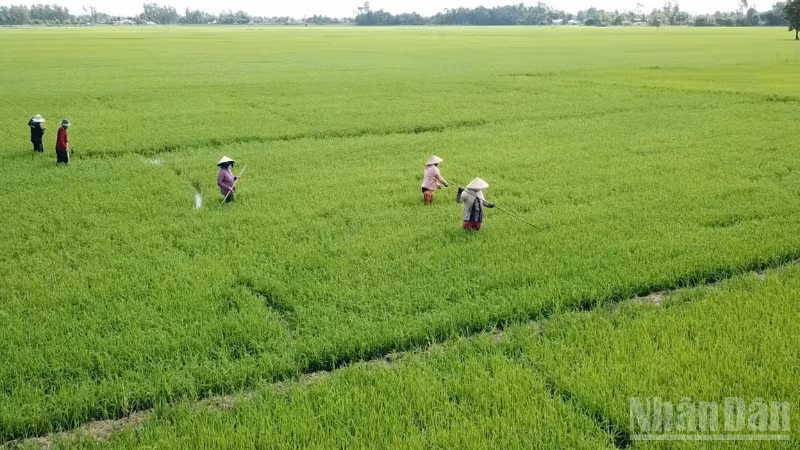 Nông dân xã Vĩnh Thuận Đông tất bật chăm sóc lúa với kỳ vọng một vụ mùa đạt năng suất cao.