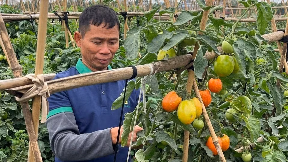 Không ít hợp tác xã, nông hộ đầu tư nông nghiệp sạch, nhưng khó tiếp cận thị trường.