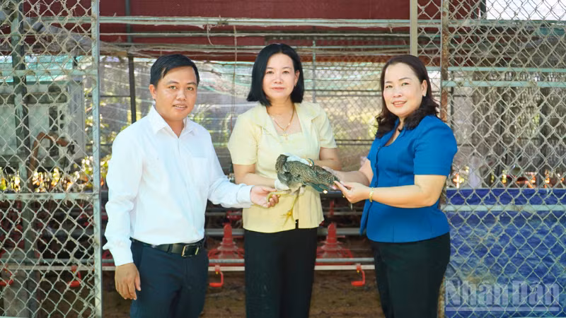 Bà Đỗ Thị Bích Phượng (áo xanh), Phó Bí thư Thường trực Đảng ủy xã Tân Bình thăm Hợp tác xã Ngũ Thường Mekong triển khai thêm mô hình nuôi gà tre thương phẩm. (Ảnh: VĂN ÚT)