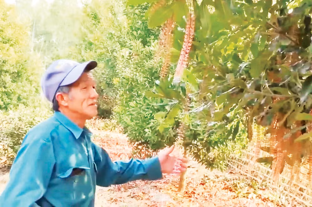 Người dân bên vườn mắc-ca.