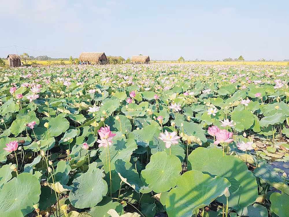 Sen hồng- biểu tượng tinh thần và tiềm năng phát triển kinh tế của Đồng Tháp.