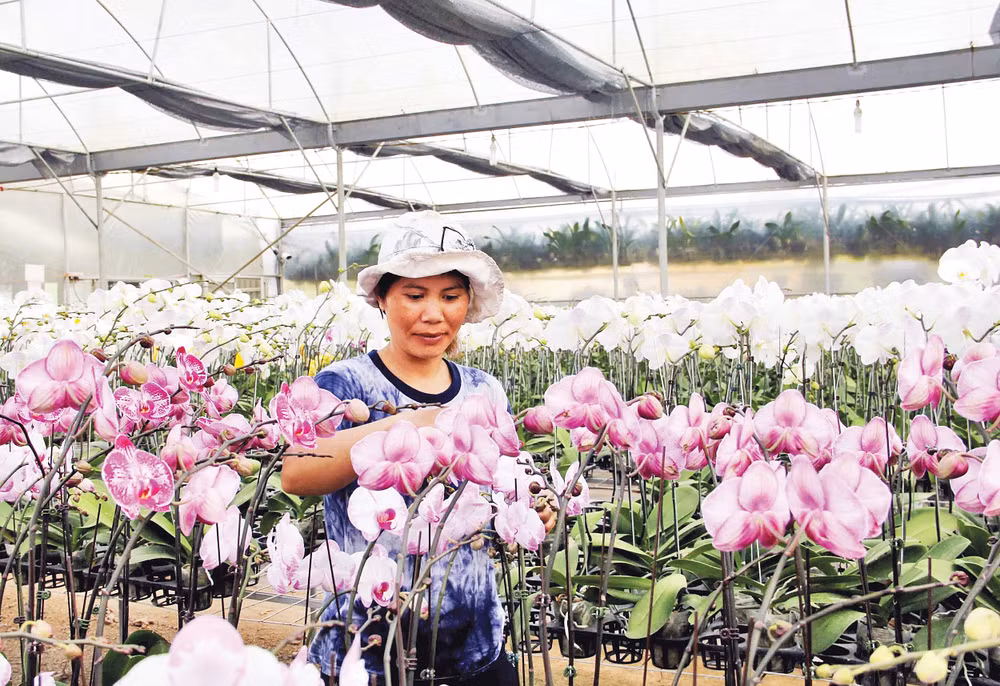 Trồng hoa trong nhà kính mang lại thu nhập cho các hộ dân.