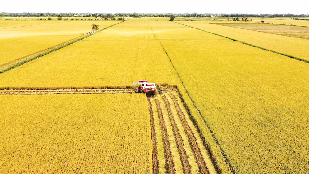 Canh tác lúa phát thải thấp giúp Việt Nam tham gia sâu hơn vào thị trường tín chỉ carbon trong nông nghiệp (Ảnh: Tư liệu)