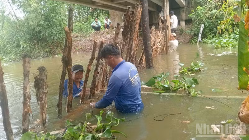 Người dân xã Mỹ Thành, tỉnh Đồng Tháp chủ động đắp đập tạm để bảo vệ vườn cây ăn trái của mình khi triều cường dâng cao.
