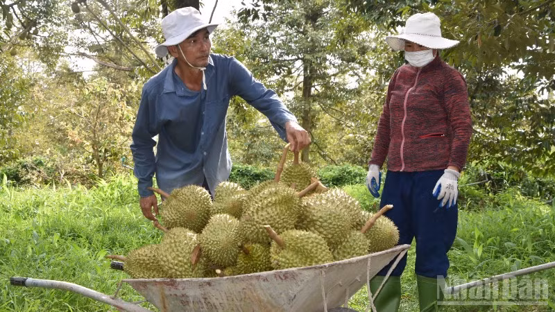 Đồng Tháp tiến hành truy xuất nguồn gốc sầu riêng ngay tại vườn.