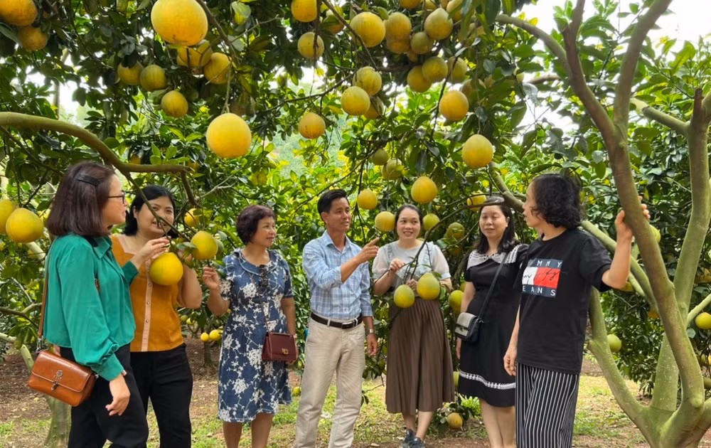 phat-trien-vuon-cay-an-trai-gan-voi-du-lich-o-huyen-luc-ngan.jpg