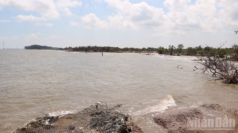 Bờ biển hai ấp Đông Thành và Hồ Thùng, xã Đông Hải, tỉnh Vĩnh Long bị sạt lở nghiêm trọng.