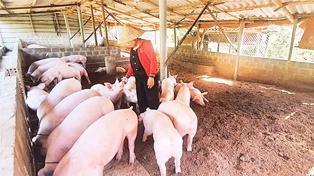 Việc nuôi lợn an toàn sinh học tại các hộ chăn nuôi nhỏ lẻ là khả thi. (Nguồn: H&D J.S.C)