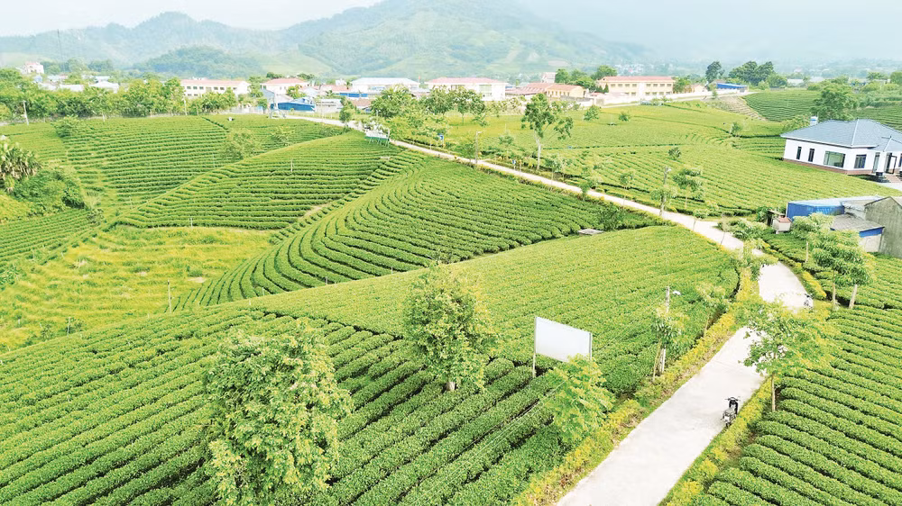 doi-che.jpg