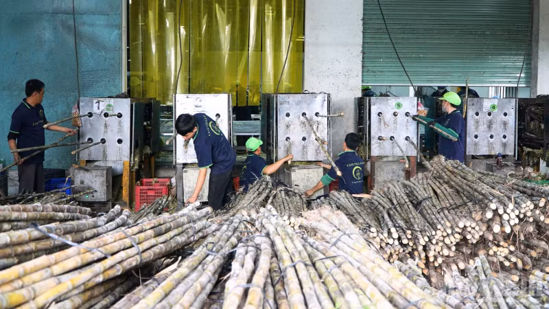 Xã Tân Phước Hưng, với hơn 1.600ha mía và là một trong những vùng nguyên liệu quan trọng của thành phố Cần Thơ. (Ảnh: VĂN ÚT)