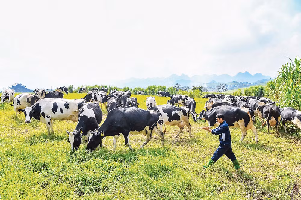 Công nhân Mộc Châu Milk chăm sóc đàn bò sữa. Ảnh: Thành Đạt