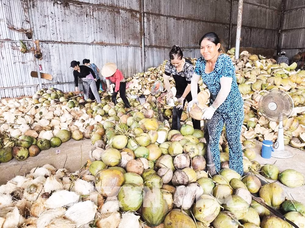 Dừa hữu cơ là một trong ba loại cây trồng chủ lực của tỉnh Vĩnh Long.