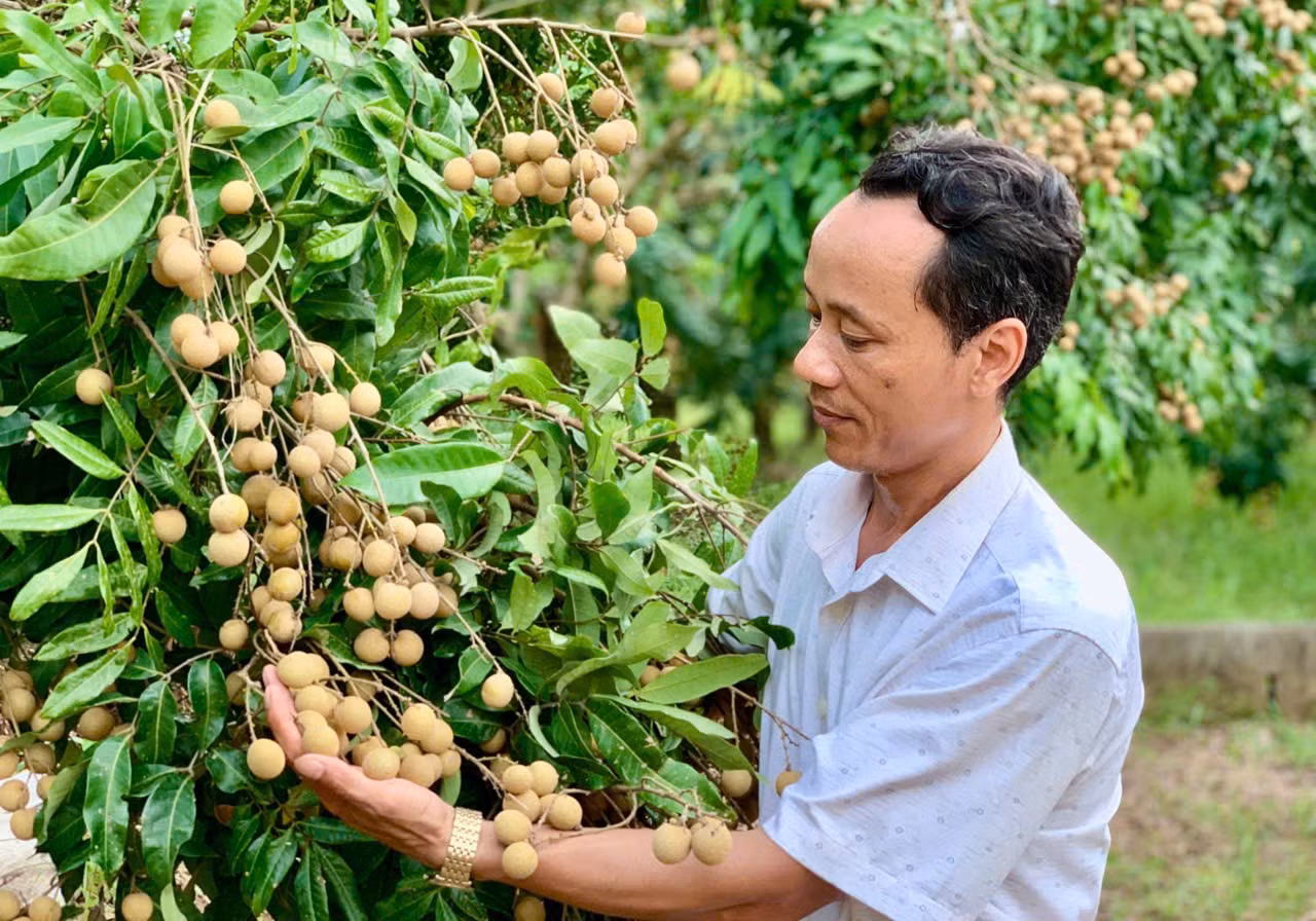 24-9-nong-dan-xa-khoai-chau-trong-nhan-theo-viet-gap.jpg