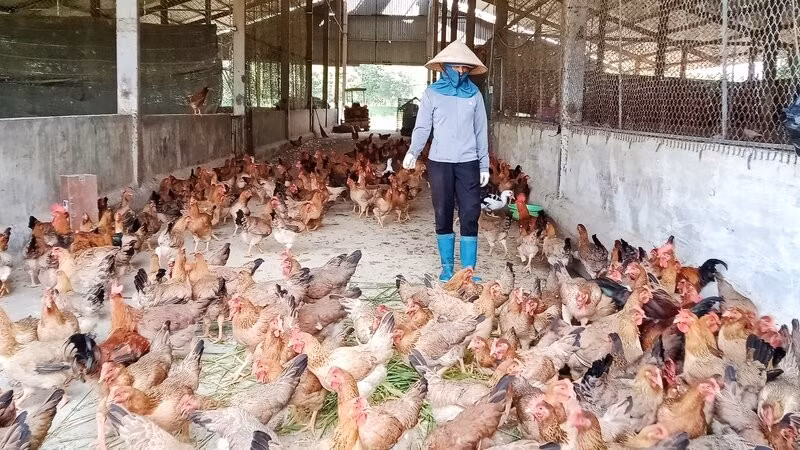 Gà được chăn thả tự nhiên tại trang trại Dũng Tân.